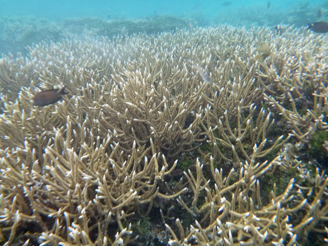 Kandolhu Island 2014-40　タコを探して_c0147790_14561771.jpg