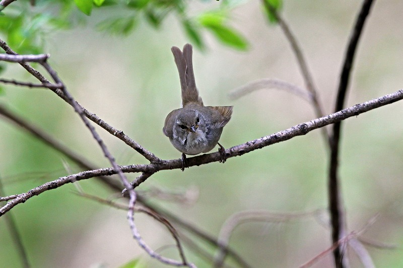 日本三鳴鳥：コマドリ．ウグイス.オオルリ。_a0206701_20492742.jpg