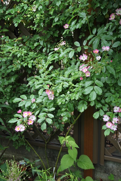 a0123003_224707.jpg