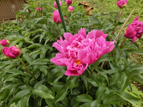 a0203003_103876.jpg