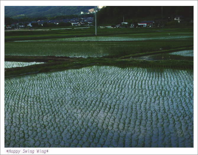 田植えも一段落_c0090703_21304893.jpg