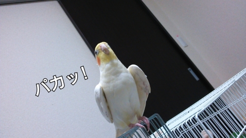 お友達のインコさんの声を聞いたよ♪_c0322903_02271633.jpg