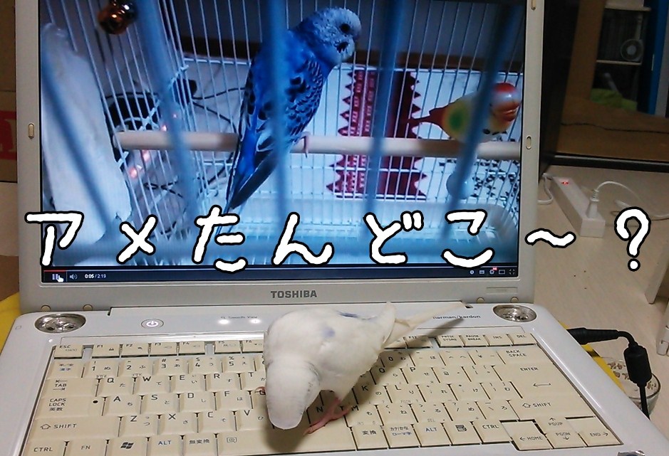 お友達のインコさんの声を聞いたよ♪_c0322903_02422616.jpg