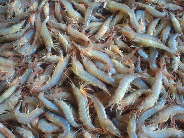 ガラエビ 玉島魚市場 お魚情報