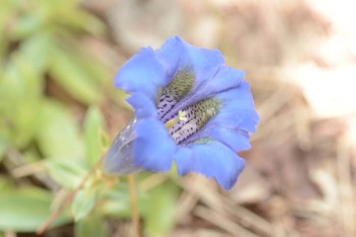 チャールズ君と山の野草たち_c0301809_10131321.jpg