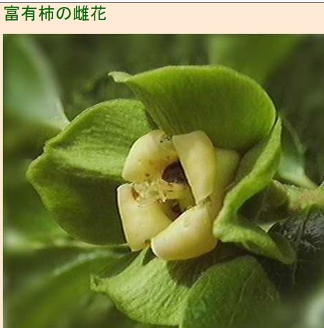 柿の花 雌花 雄花と説明 14 5 23 徳ちゃん便り 柿の花 雌花 雄花と説明 14 5 23 徳ちゃん便り