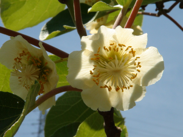 キウイフルーツの花　　雌雄異株　…2014・5・23_f0231709_16523434.jpg