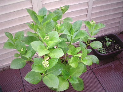 c0032212_23334755.jpg