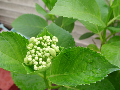 c0032212_23335523.jpg