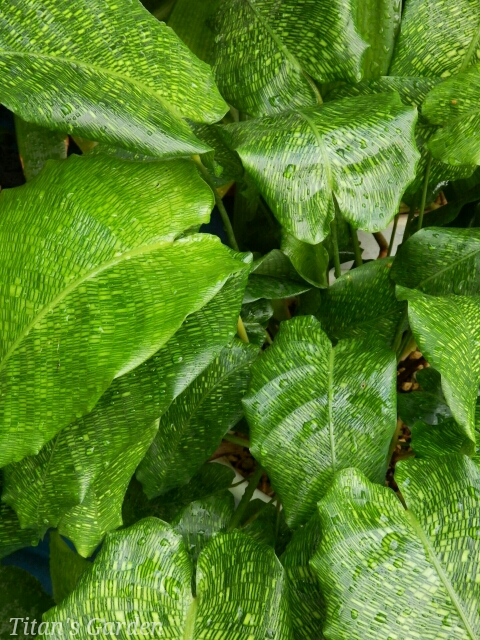 b0099813_093397.jpg