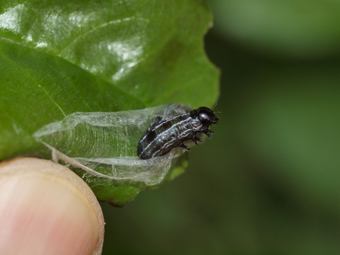 アカバキリガ 幼虫_c0116915_054351.jpg