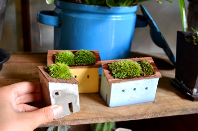 moss house 盆栽 新入荷_d0263815_13572145.jpg