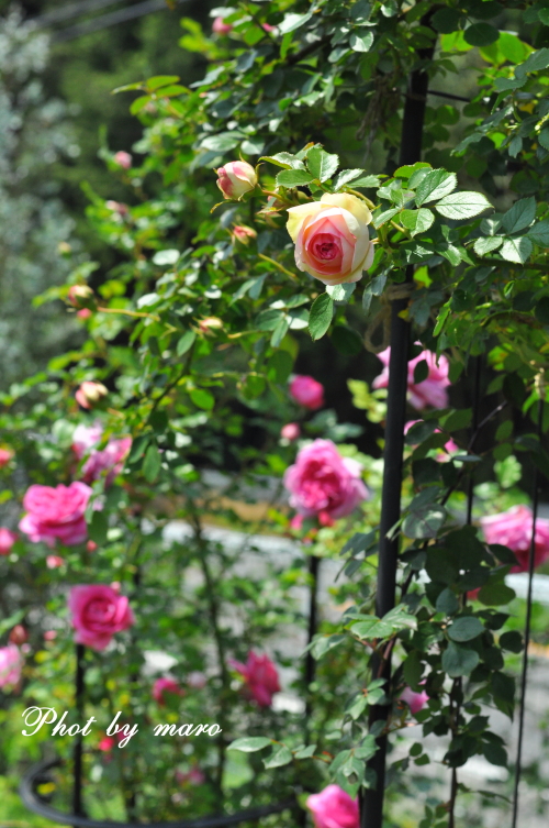 不安定な空 と 疑惑の薔薇 ローズポンパドゥール♪♪_e0160417_12213681.jpg