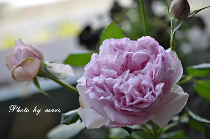 不安定な空 と 疑惑の薔薇 ローズポンパドゥール♪♪_e0160417_12254994.jpg