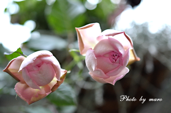 不安定な空 と 疑惑の薔薇 ローズポンパドゥール♪♪_e0160417_12355971.jpg