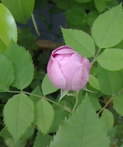 c0097620_19415098.jpg