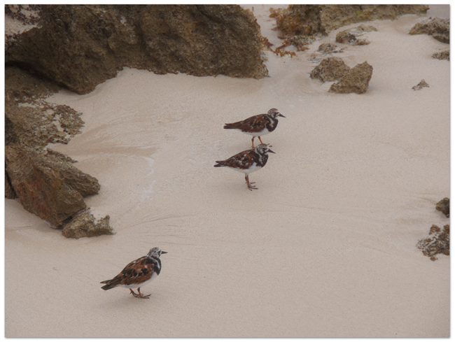 東カリブ海クルーズ(17) 飛行機とビーチのコラボ☆マホ・ビーチ_d0210324_8191311.jpg