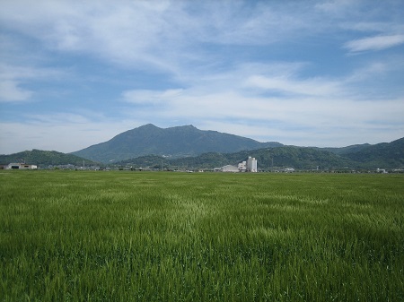 緑の波と風鈴、ランプ_b0100229_1220588.jpg