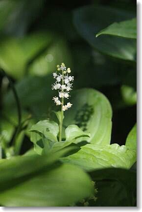 世の中の美人の割合は ハロ ポッチ