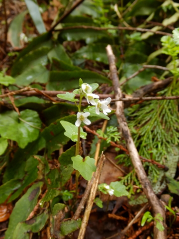 春のお花を探しに高尾山　〜４月６日(日)〜　その①_b0281732_7505260.jpg