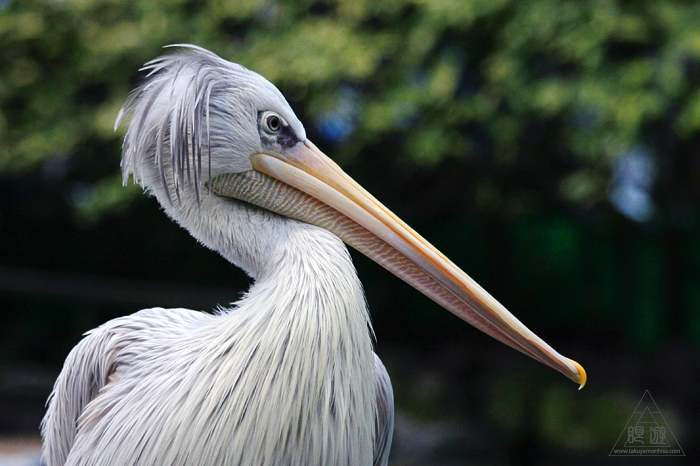 379 松江フォーゲルパーク ~鳥の動物園~_c0211532_21371466.jpg