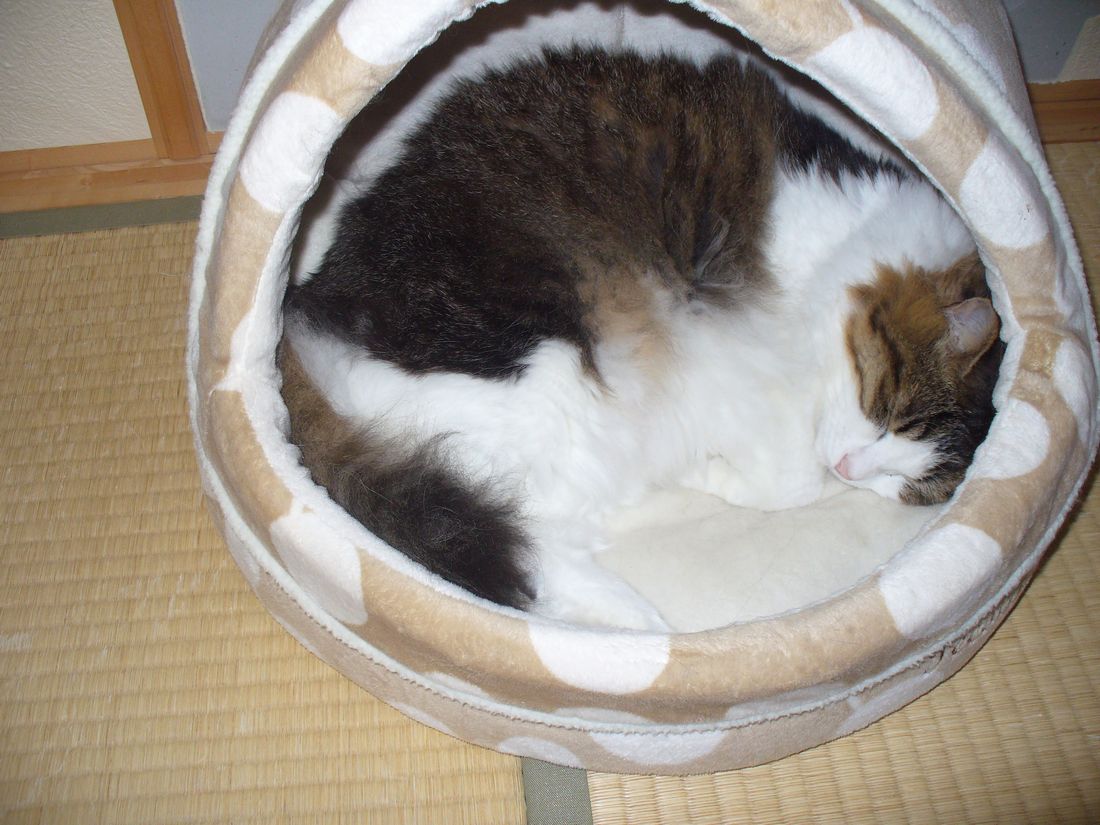 ふうちゃんの3カ月点検_f0275632_22431645.jpg