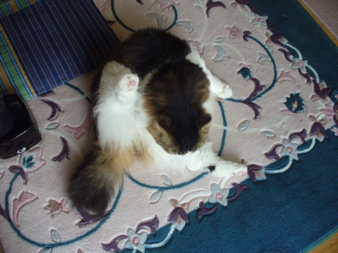 ふうちゃんの3カ月点検_f0275632_23115634.jpg