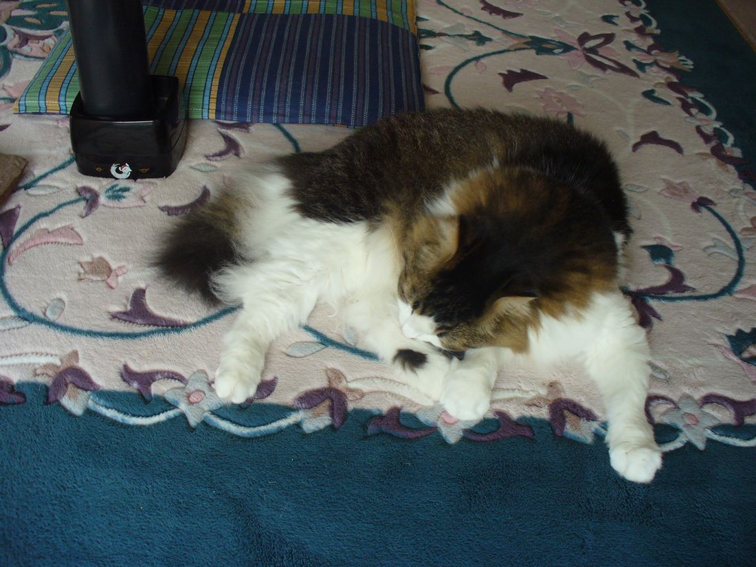 ふうちゃんの3カ月点検_f0275632_23173926.jpg