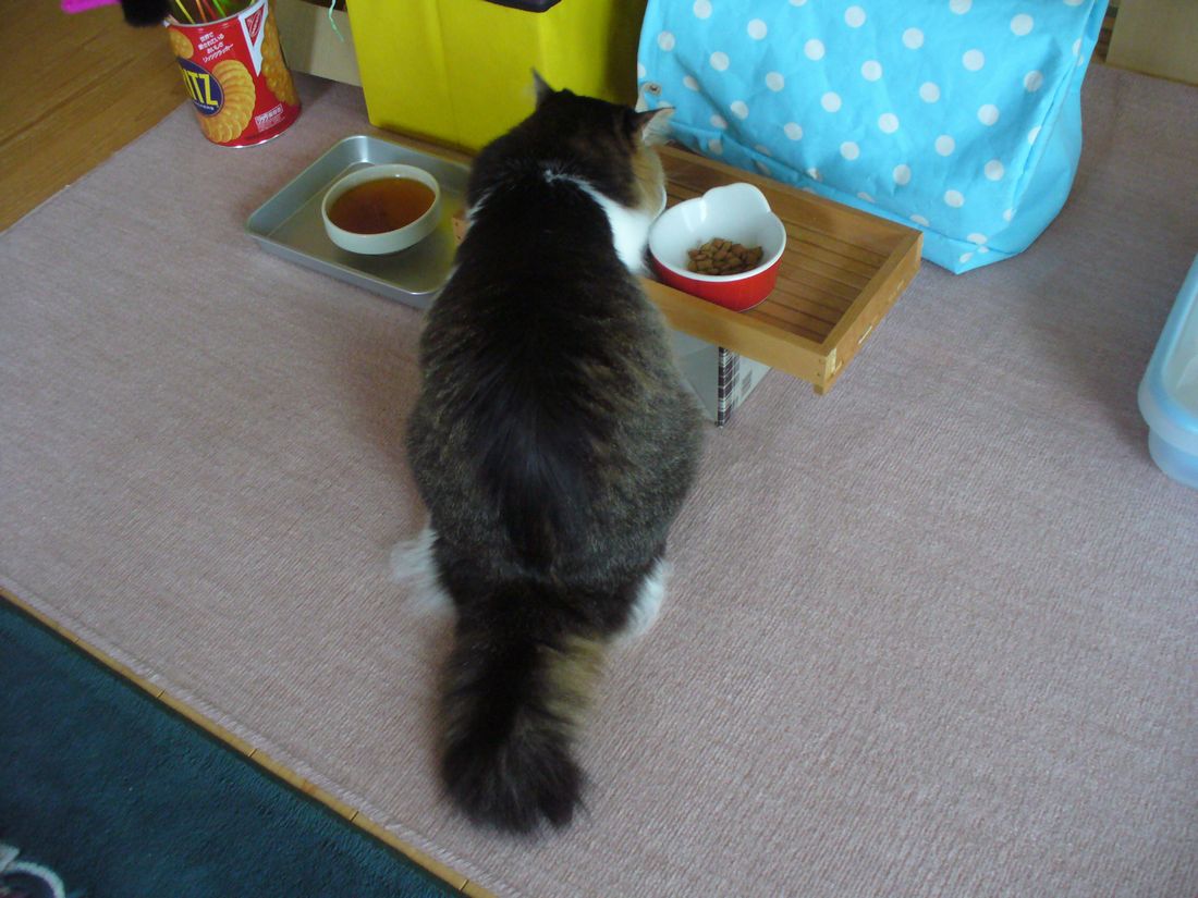 ふうちゃんの3カ月点検_f0275632_23185575.jpg