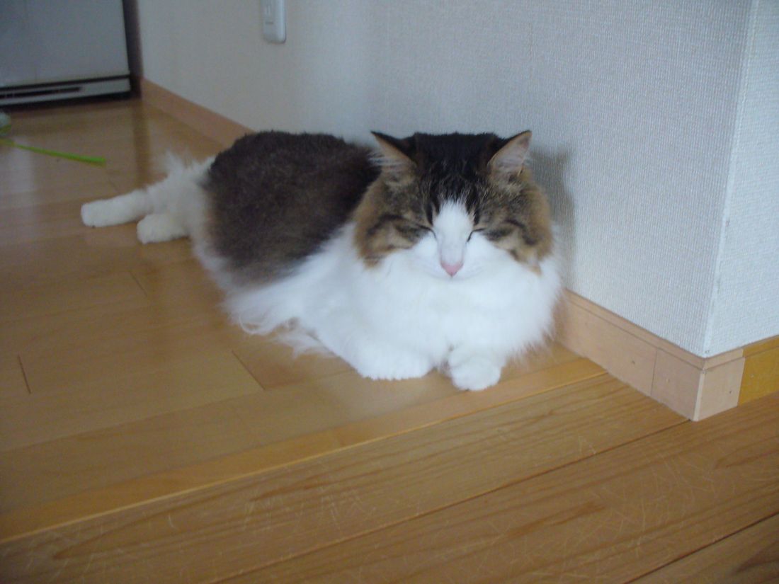 ふうちゃんの3カ月点検_f0275632_23191920.jpg