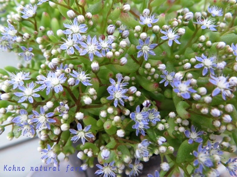 青い花が魅力 セダム カウルレア 河野自然園スタッフブログ