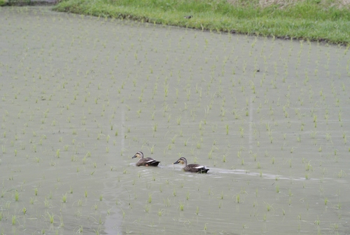 気心知れた間柄が2サム_d0170835_6354295.jpg