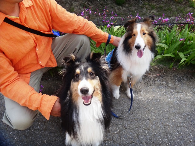 バラと犬のテーマパーク♪_e0195743_1101044.jpg
