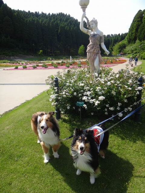 バラと犬のテーマパーク♪_e0195743_1104012.jpg
