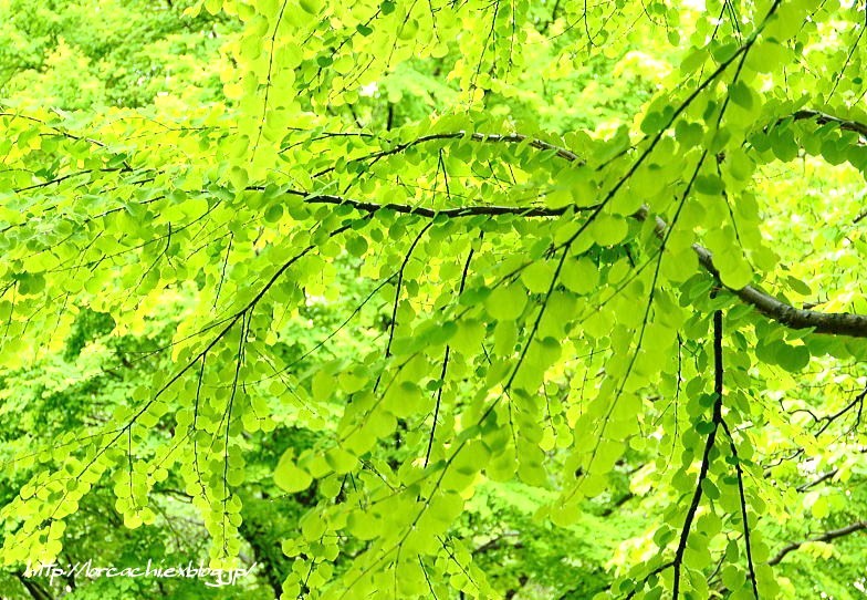 瑞々しき初夏の若葉（かつら）_f0045844_845844.jpg