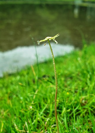 びわ湖奥山内湖・・・山の日_d0005250_1992676.jpg