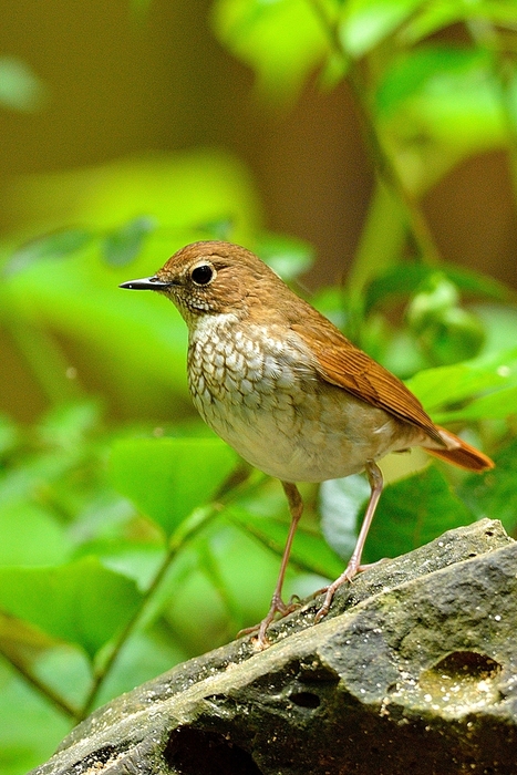 シマゴマ（Rufous-tailed Robin）～2014.05_b0148352_21574614.jpg