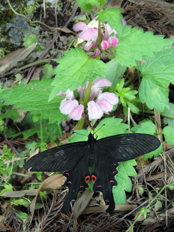 黒蝶が　ヨチヨチ歩いて　飛び立ちぬ_c0210054_0533158.jpg