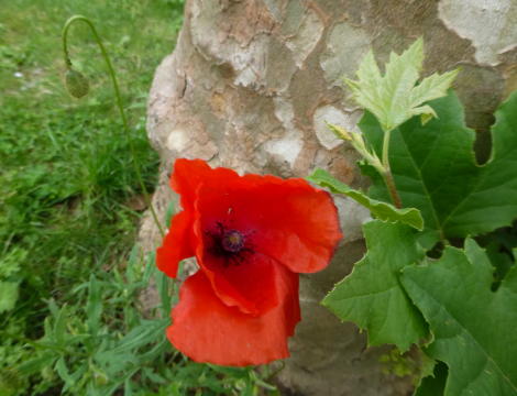 コクリコの花の季節～。_b0296855_19070617.jpg