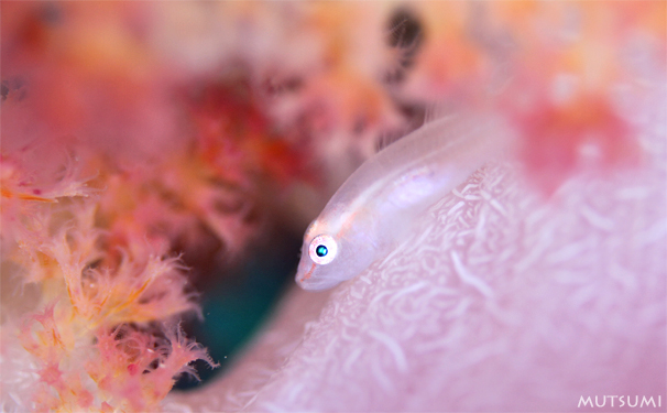 ホウセキ探して...☆柏島_e0158261_12503193.jpg