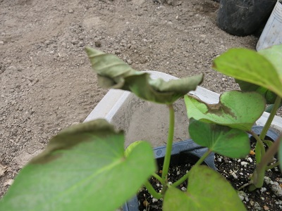 c0229165_22065639.jpg