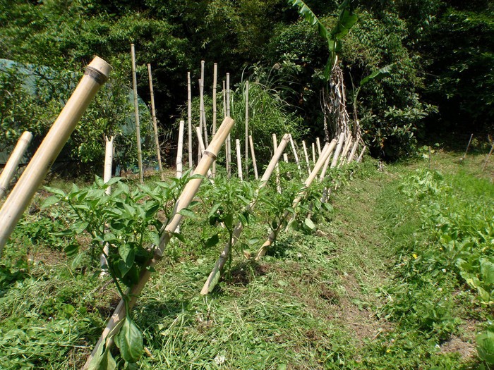 work in the field_e0065967_2027254.jpg