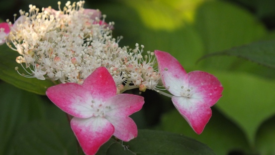 山紫陽花がきれいです_b0214473_21312065.jpg