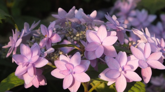 山紫陽花がきれいです_b0214473_21474824.jpg