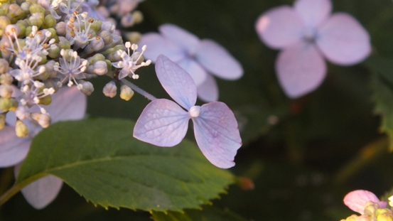 山紫陽花がきれいです_b0214473_2148021.jpg