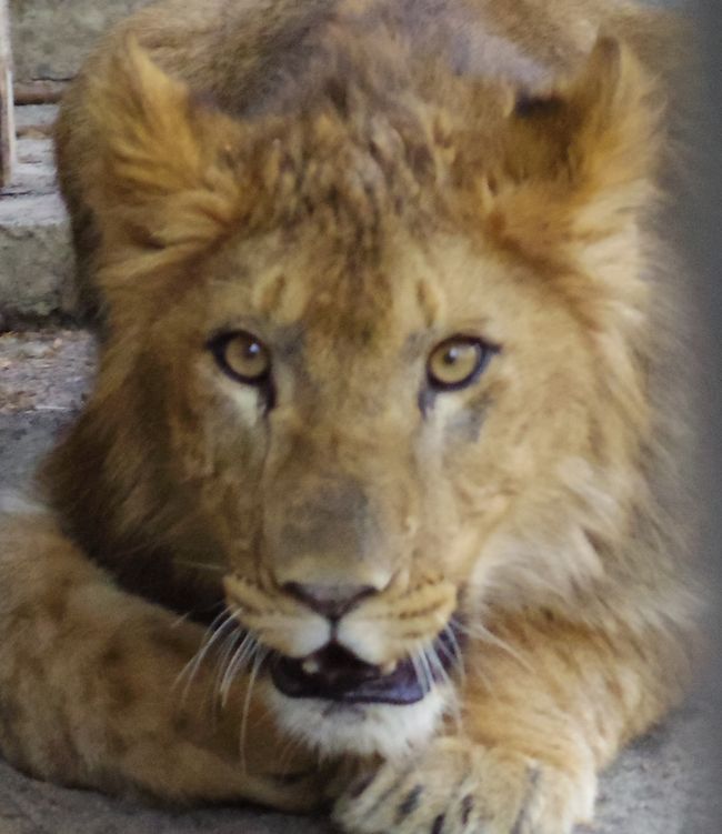 ５月１１日のおびひろ動物園の猫たちと重鎮たち_b0014576_21342955.jpg