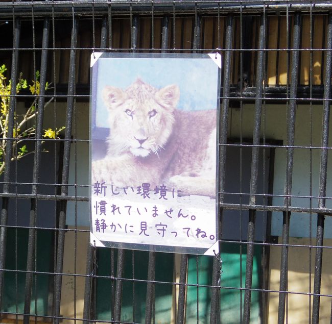 ５月１１日のおびひろ動物園の猫たちと重鎮たち_b0014576_21350419.jpg