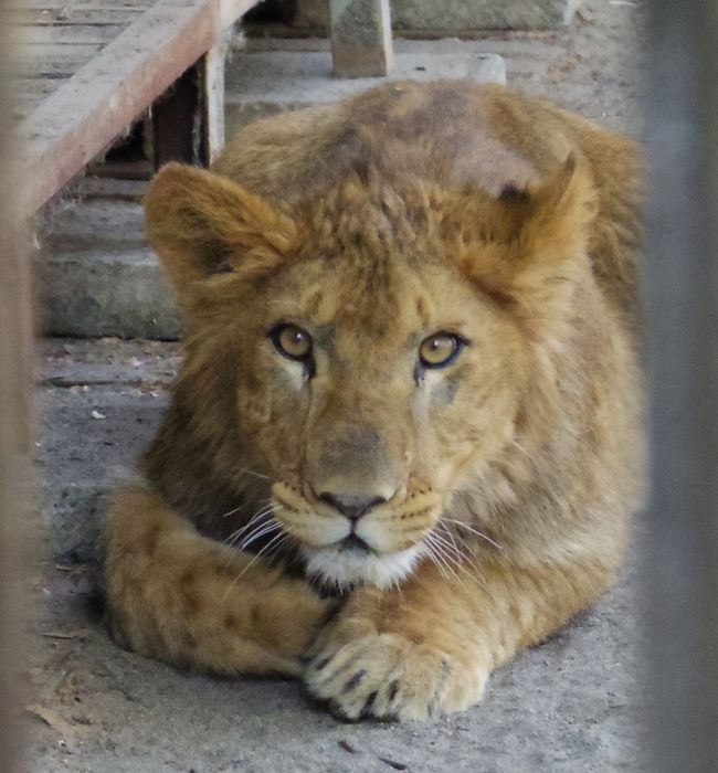 ５月１１日のおびひろ動物園の猫たちと重鎮たち_b0014576_21351114.jpg