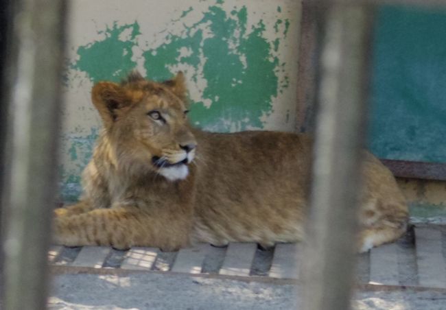 ５月１１日のおびひろ動物園の猫たちと重鎮たち_b0014576_21351402.jpg