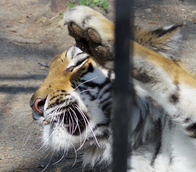 ５月１１日のおびひろ動物園の猫たちと重鎮たち_b0014576_21361931.jpg